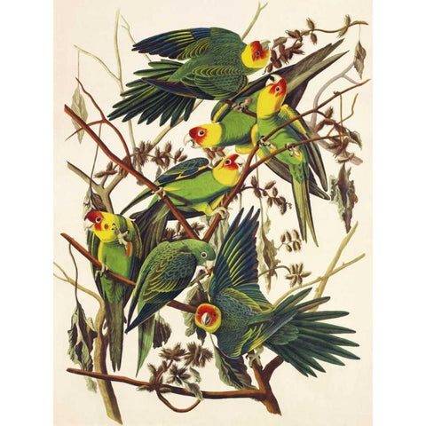 Carolina Parrot White Modern Wood Framed Art Print by Audubon, John James