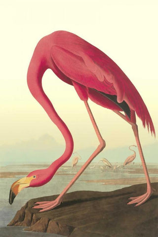 American Flamingo White Modern Wood Framed Art Print with Double Matting by Audubon, John James