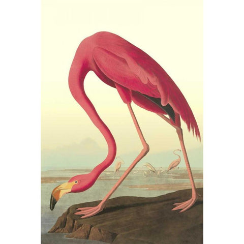 American Flamingo Gold Ornate Wood Framed Art Print with Double Matting by Audubon, John James