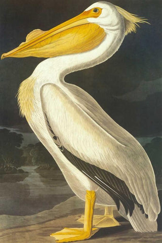 American White Pelican Black Ornate Wood Framed Art Print with Double Matting by Audubon, John James