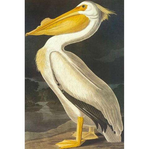 American White Pelican White Modern Wood Framed Art Print by Audubon, John James