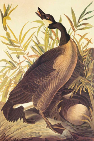 Canada Goose Black Ornate Wood Framed Art Print with Double Matting by Audubon, John James