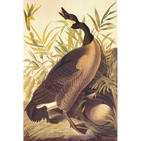 Canada Goose Gold Ornate Wood Framed Art Print with Double Matting by Audubon, John James