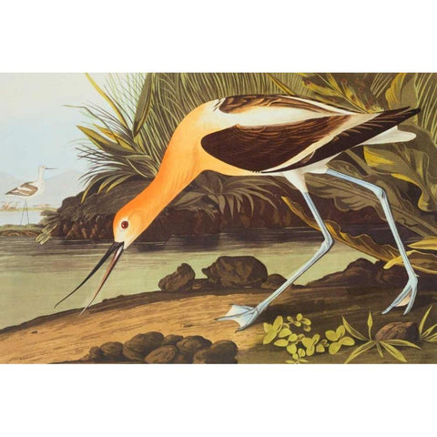 American Avocet Black Modern Wood Framed Art Print with Double Matting by Audubon, John James