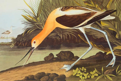 American Avocet White Modern Wood Framed Art Print with Double Matting by Audubon, John James