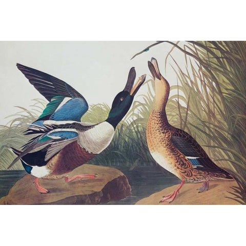 Shoveller Duck White Modern Wood Framed Art Print by Audubon, John James