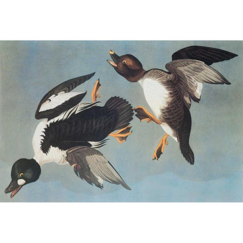 Golden-Eye Duck Gold Ornate Wood Framed Art Print with Double Matting by Audubon, John James