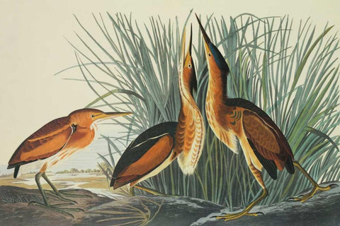 Least Bittern White Modern Wood Framed Art Print with Double Matting by Audubon, John James