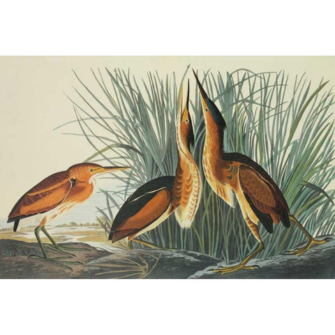 Least Bittern White Modern Wood Framed Art Print by Audubon, John James