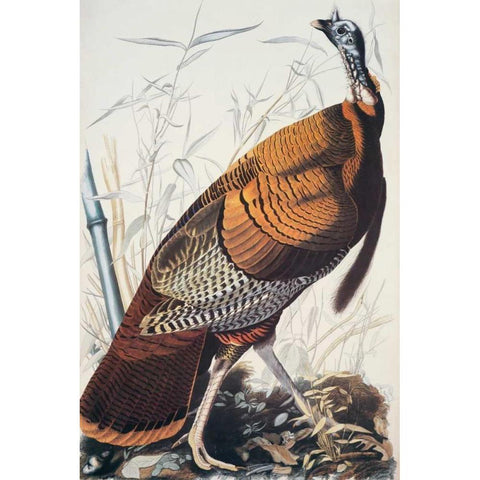 Wild Turkey Black Modern Wood Framed Art Print with Double Matting by Audubon, John James