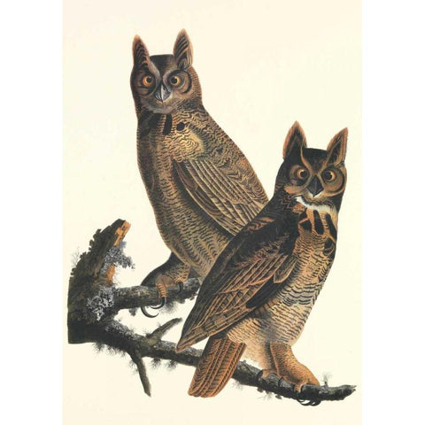 Great Horned Owl Black Modern Wood Framed Art Print with Double Matting by Audubon, John James