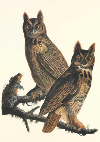 Great Horned Owl Black Ornate Wood Framed Art Print with Double Matting by Audubon, John James