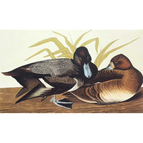 Scaup Duck White Modern Wood Framed Art Print by Audubon, John James