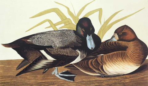 Scaup Duck White Modern Wood Framed Art Print with Double Matting by Audubon, John James