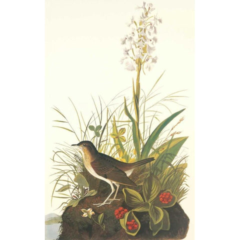 Tawny Thrush Gold Ornate Wood Framed Art Print with Double Matting by Audubon, John James