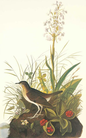 Tawny Thrush White Modern Wood Framed Art Print with Double Matting by Audubon, John James