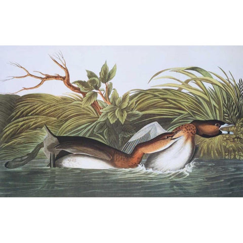 American Pied-Bill Dobchick Gold Ornate Wood Framed Art Print with Double Matting by Audubon, John James