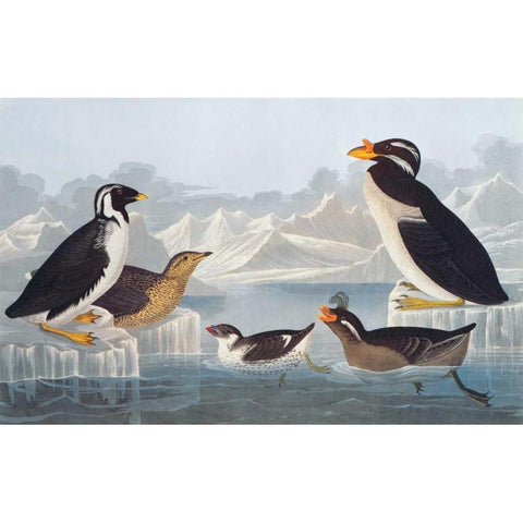 Black-throated Guillemot and Nobbed-billed Auk White Modern Wood Framed Art Print by Audubon, John James