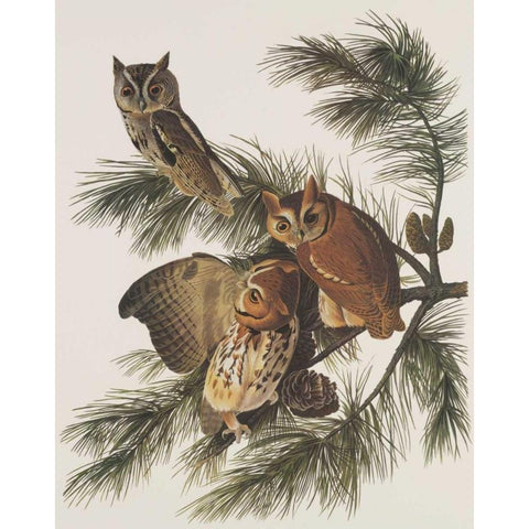 Little Screech Owl or Mottled Owl Black Modern Wood Framed Art Print with Double Matting by Audubon, John James