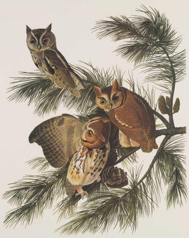 Little Screech Owl or Mottled Owl Black Ornate Wood Framed Art Print with Double Matting by Audubon, John James