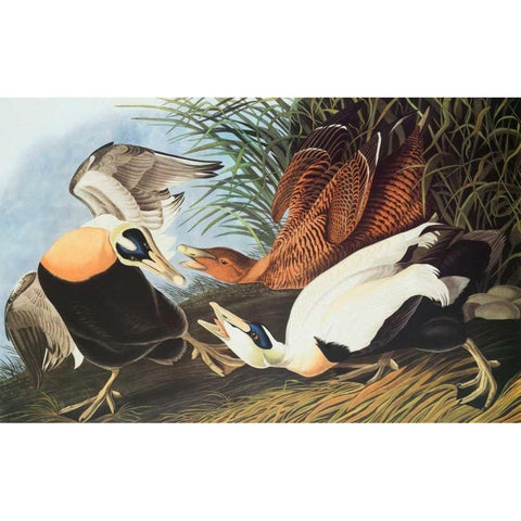 Eider Duck White Modern Wood Framed Art Print by Audubon, John James