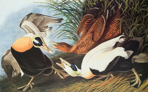 Eider Duck White Modern Wood Framed Art Print with Double Matting by Audubon, John James