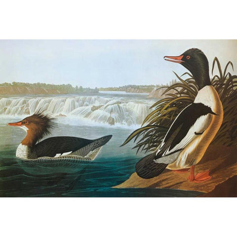 Goosander Gold Ornate Wood Framed Art Print with Double Matting by Audubon, John James