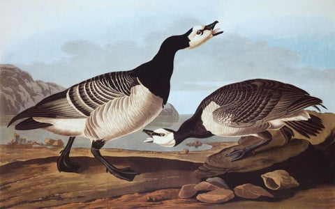 Barnacle Goose Black Ornate Wood Framed Art Print with Double Matting by Audubon, John James