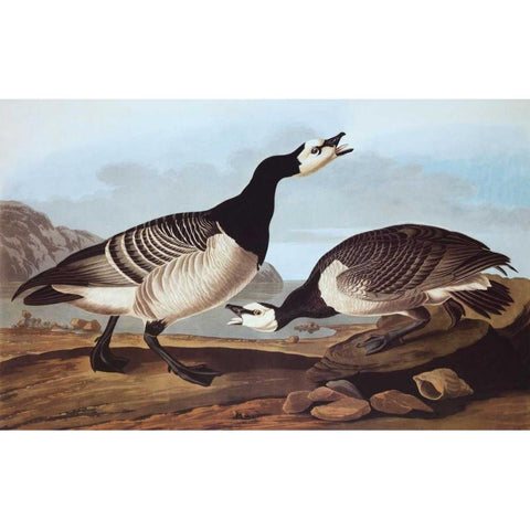 Barnacle Goose Gold Ornate Wood Framed Art Print with Double Matting by Audubon, John James