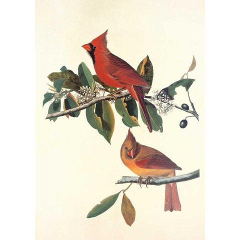 Cardinal Grosbeak Black Modern Wood Framed Art Print with Double Matting by Audubon, John James