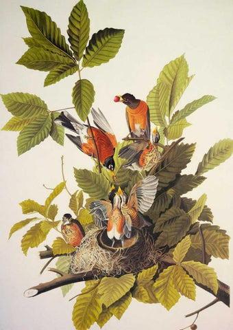 American Robin Black Ornate Wood Framed Art Print with Double Matting by Audubon, John James