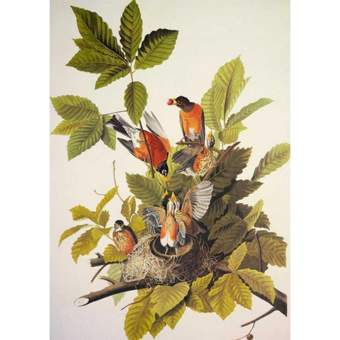 American Robin Black Modern Wood Framed Art Print with Double Matting by Audubon, John James