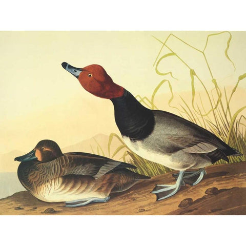 Red-Headed Duck Black Modern Wood Framed Art Print with Double Matting by Audubon, John James