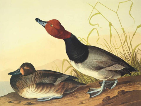 Red-Headed Duck Black Ornate Wood Framed Art Print with Double Matting by Audubon, John James