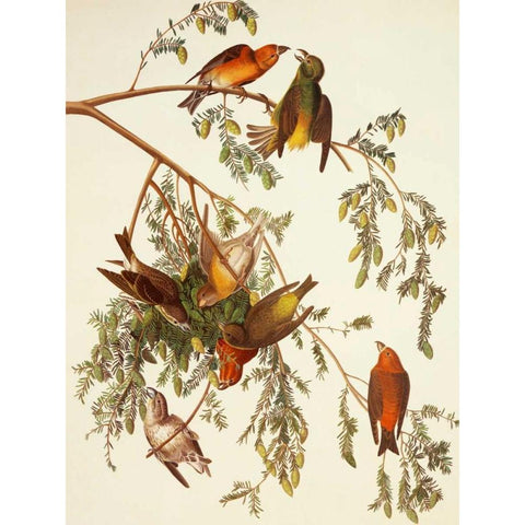 American Crossbill Black Modern Wood Framed Art Print with Double Matting by Audubon, John James