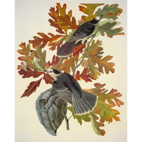 Canada Jay Gold Ornate Wood Framed Art Print with Double Matting by Audubon, John James