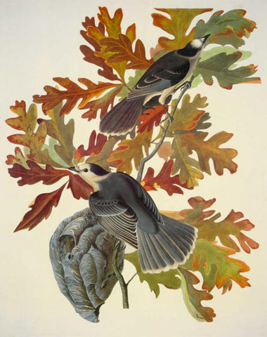 Canada Jay White Modern Wood Framed Art Print with Double Matting by Audubon, John James