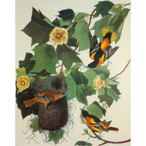 Baltimore Oriole Black Modern Wood Framed Art Print with Double Matting by Audubon, John James