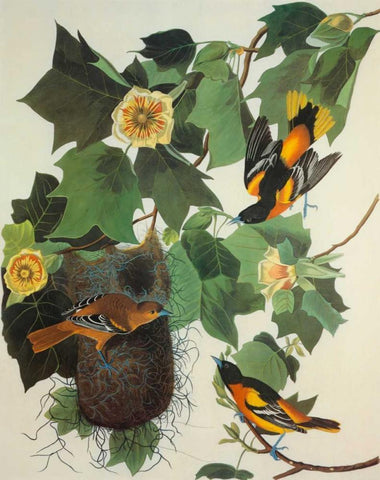 Baltimore Oriole White Modern Wood Framed Art Print with Double Matting by Audubon, John James