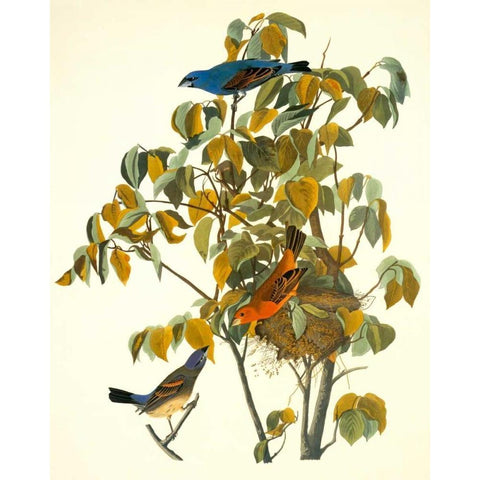 Blue Grosbeak Black Modern Wood Framed Art Print with Double Matting by Audubon, John James