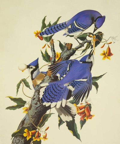 Blue Jay White Modern Wood Framed Art Print with Double Matting by Audubon, John James