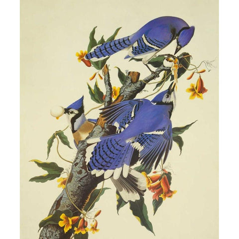 Blue Jay Black Modern Wood Framed Art Print with Double Matting by Audubon, John James