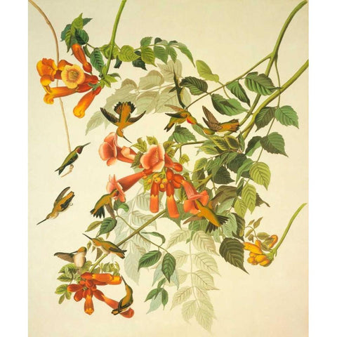 Ruby-Throated Hummingbird White Modern Wood Framed Art Print by Audubon, John James