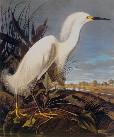 Snowy Heron Or White Egret White Modern Wood Framed Art Print with Double Matting by Audubon, John James