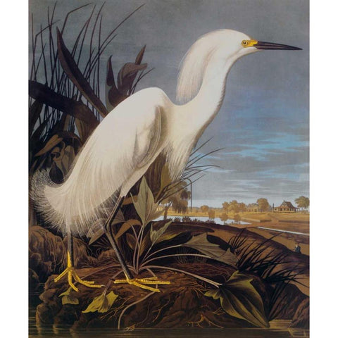 Snowy Heron Or White Egret Gold Ornate Wood Framed Art Print with Double Matting by Audubon, John James