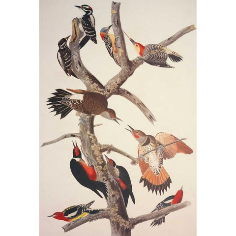 Hairy Woodpecker Gold Ornate Wood Framed Art Print with Double Matting by Audubon, John James