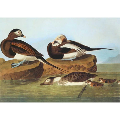 Long-Tailed Duck Gold Ornate Wood Framed Art Print with Double Matting by Audubon, John James