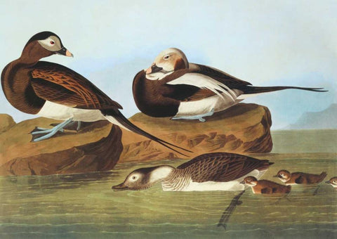 Long-Tailed Duck Black Ornate Wood Framed Art Print with Double Matting by Audubon, John James