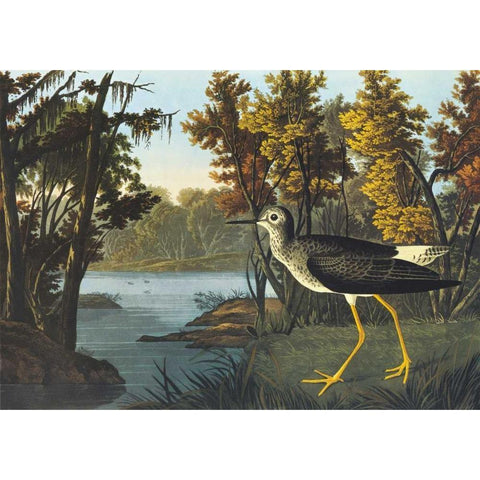 Yellow Shank Gold Ornate Wood Framed Art Print with Double Matting by Audubon, John James