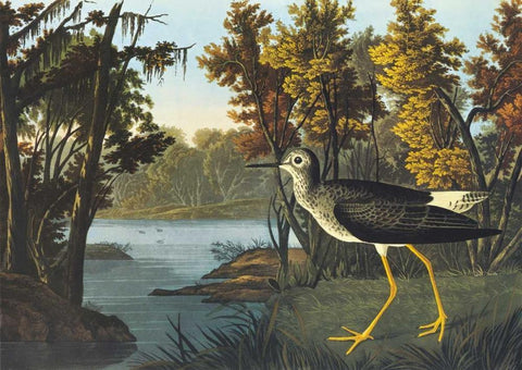 Yellow Shank Black Ornate Wood Framed Art Print with Double Matting by Audubon, John James